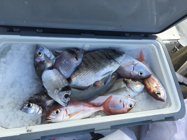 Cassetta di pesci pescati nel Mar Ligure