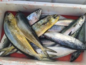 Pesca sportiva nel Mar Ligure
